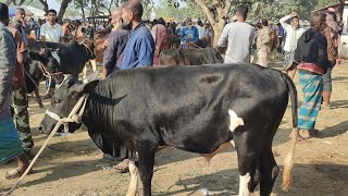 @আজ ২৬ ডিসেম্বর  ২৪ | ফ্রিজিয়ান,ক্রস জাতের ষাঁড় বাছুর গরুর দাম  | রানীগঞ্জ হাট | দিনাজপুর