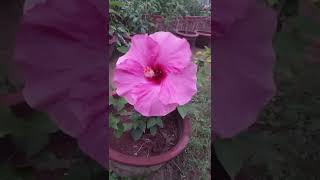 pink Hibiscus ||పింక్ మందారం||what a wonder You are||song||పాట||@conquerors9137