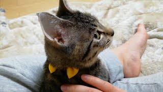 【飼い主目線】生後5ヶ月の子猫がひざの上から離れません