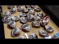 How To Make Clams Sushi - RAW Huge BLOODY CLAM Sashimi (Akagai)