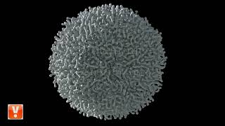 houdini tutorials: reaction diffusion