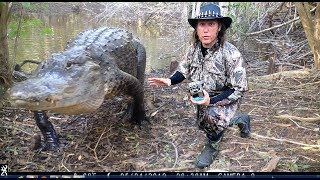 ALLIGATORS AT THE GATOR HOLE ~ {Trail Camera Pick Up}