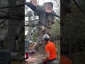 crane assisted tree dismantle