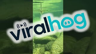 A Mesmerizing Whirlpool || ViralHog