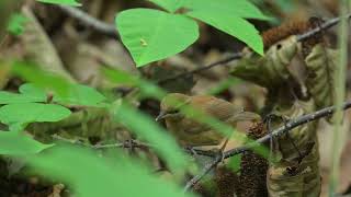 ヤブサメ　幼鳥　2024-7-27　11：39AM　札幌市厚別区　４K30p