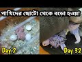 বাজরিগার পাখির বাচ্চা বেড়ে ওঠার গল্প || Budgie Growth Stages First 32 days