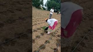 Ragi Precission farming - Transplanting