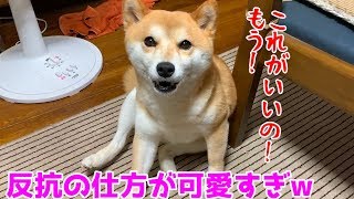 座り方を注意するとめっちゃ文句言いたげな柴犬ハナ  Shiba Inu is relaxing