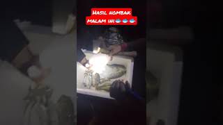 nombak ikan malam hari #tombakikan #shortvideo #viralvideo #fyp