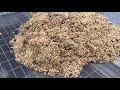 tomato seed processing