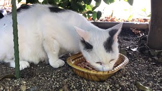 美味しそうにご飯を食べる白黒猫ちゃん