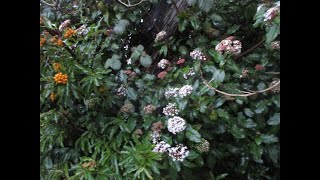 Exotic Viburnum tinus a Winter bloomer in the North Pacific