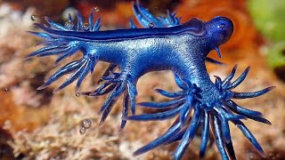 Rare Sighting Of Fascinating Blue Dragon