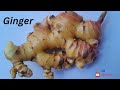 GINGER | SING | SING_ ANALYSIS |