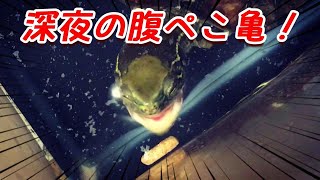 深夜の腹ぺこ亀 怒り食い？ クサガメベビーつくの成長記98 クサガメ かわいい Midnight hungry turtle. 亀の感情