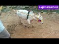 పుంగనూరు జాతి పొట్టి ఆవులు 9398882019 7013861304 punganur cows bulls