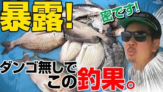 【かかり釣り節約】朗報‼️お金がかかるダンゴを使わなくても●●を使えば面白いように大型の黒鯛（チヌ）が釣れる！しかも現在、静岡県沼津市駿河湾は日本で最も釣れるかかり釣り場になった。