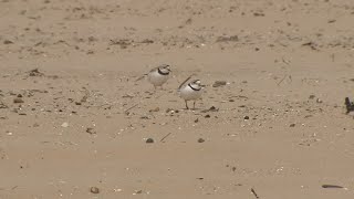 Endangered pair of piping plovers return to Chicago's Montrose Beach | ABC7 Chicago