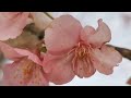 cherry blossom¦¦ spring ¦¦ hanami ¦¦ sakura ¦¦ pink cherry blossom ¦¦ isesaki shimin no mori¦¦ japan