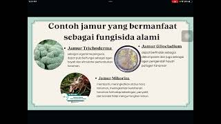 Merawat tanaman cabai pada musim penghujan agar berbuah lebat | tugas biologi