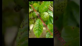 Guava Disease