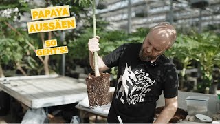 PAPAYA AUSSAAT DIY Basics und Tipps