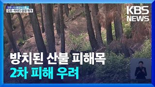 “산불 피해목 폭우에 쓸려 올라”…옹벽도 못 쌓아 / KBS  2022.06.23.