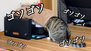 静かだと思ったら…ゴソゴソ何してるのかな？だんごくんの最近の流行り【キジトラ白】