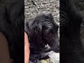 黒髪美女を枕に寝る飼主　 shorts フラットコーテッドレトリバー 大型犬 flatcoatedretriever cute 犬 dog