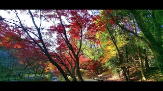 京都の紅葉・北野天満宮 史跡御土居のもみじ苑の紅葉  (autumn leaves at the Kitano Tenmangu Shrine in Kyoto)  [4K][癒し音楽BGM付]