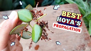 I Got The BEST Method to Propagate HOYA from Cuttings
