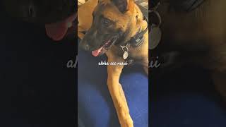 belgain malinois dog pet my malinois 🌸🌺🌴alohaseemaui🕊hawaii