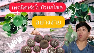 #บัวบกโขด #ไม้โขด เทคนิคเร่งใบบัวบกโขคอย่างง่าย (Stephania erecta craib)