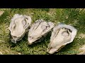 matoya oyster farming 的矢かきの養殖