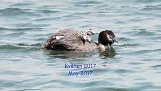 Great Crested Grebe - Family. Potápka roháč - rodina. Podiceps cristatus.