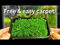 Free carpeting plants? How to propagate your aquarium carpet step by step!