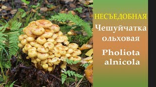 Осторожно! Несъедобный \