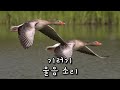 wild goose sound effect 기러기 울음소리 모음 효과음 소리 동물 animal 기러기 소리 효과음