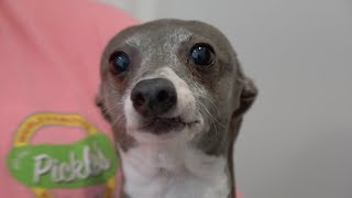 I Filmed My Dog Whenever He Cried Or Was Nasty For 24 Hours