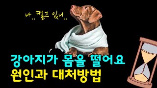 강아지가 몸을 떠는 이유는 분명 있어요! 대처 방법까지 알아볼게요