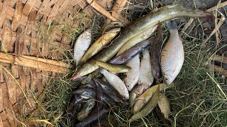 ঠেলা জালে খেও দিয়ে শুধু বাইম আর বাইম মাছ উঠলো #fishing #villagefishing #savetheriver#viralvideo#bmw