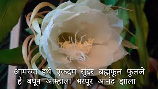 आमच्या इथे आले एक सुंदर ब्रह्मकमळ | A bhramakamal grew in our kitchen garden | आगरी कट्टा | #Shorts