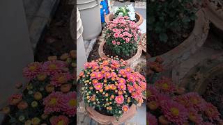 Chrysanthemum | Winter flowers for your garden | Colourful flowers in winter #youtube #shorts #viral