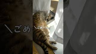 怒ったかと思いきや全然気にしてないキジトラ猫【きなころ♂】