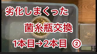 オオクワガタ　能勢YG 菌糸瓶交換　1本目→2本目　②