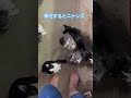 ネコと子ネコとおじさん　少し前の動画シリーズ　帰宅するとニャンズ　 shorts cats cat 猫 ねこ ねこのいる生活 猫のいる暮らし 保護猫 猫動画 子猫