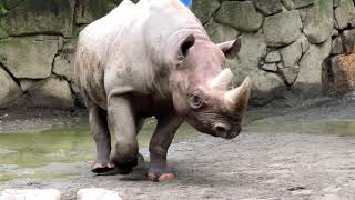 今日の上野動物園 2022年4月26日　ヒガシクロサイ（マロ）Eastern Black Rhinoceros