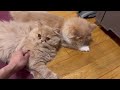 妹が好きすぎる兄猫の様子がこちらです【エキゾチック】