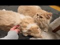 妹が好きすぎる兄猫の様子がこちらです【エキゾチック】