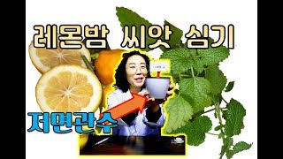 레몬밤 씨앗심기, 저면관수로 심기